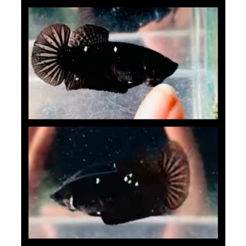 Female Black Glitter