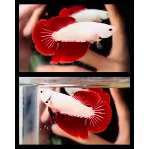 Female Red Dragon