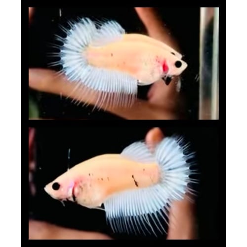 CTPK Grizzle Female