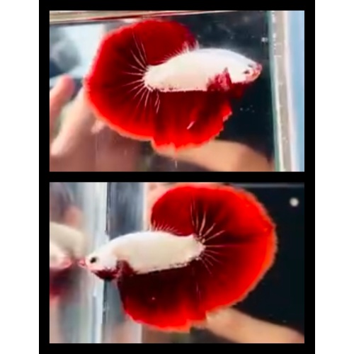 Red Dragon
