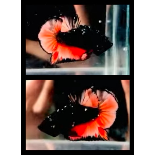 Black Variation Nemo 2
