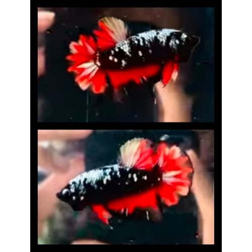 Black Variation Nemo 1
