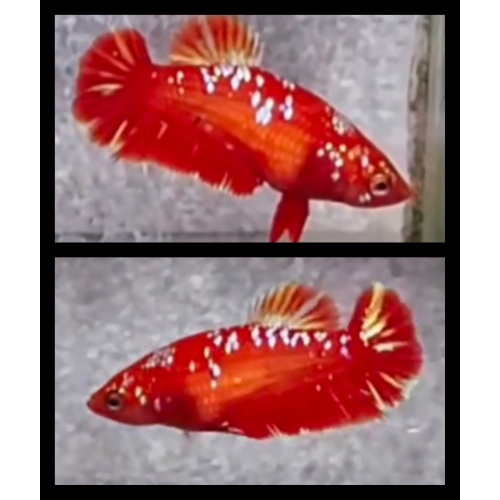 Female Red Gold 2