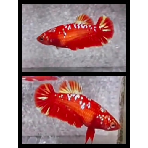 Female Red Gold 1