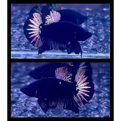 Black Copper Light