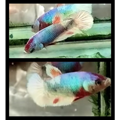 Female Candy