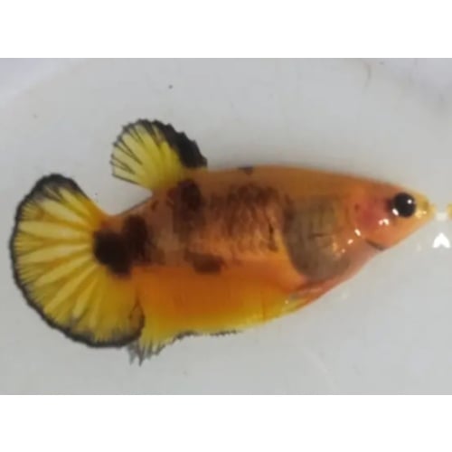 Female Black Yellow Clasic