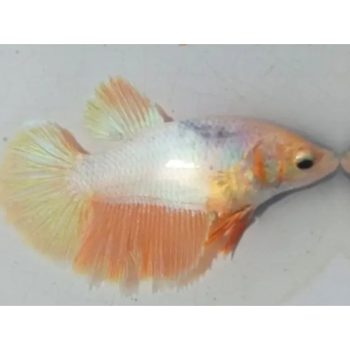 Female White Orange