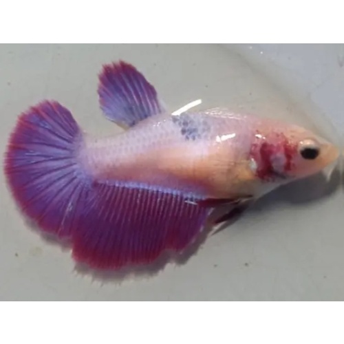 Female Purple