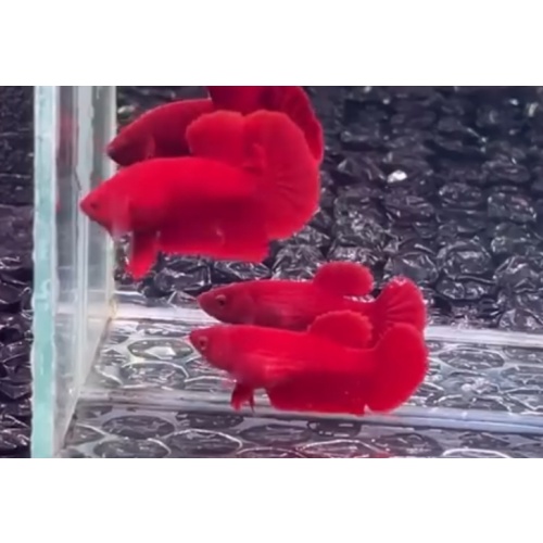 Pair Super Red