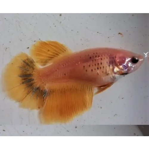 Female Yellow