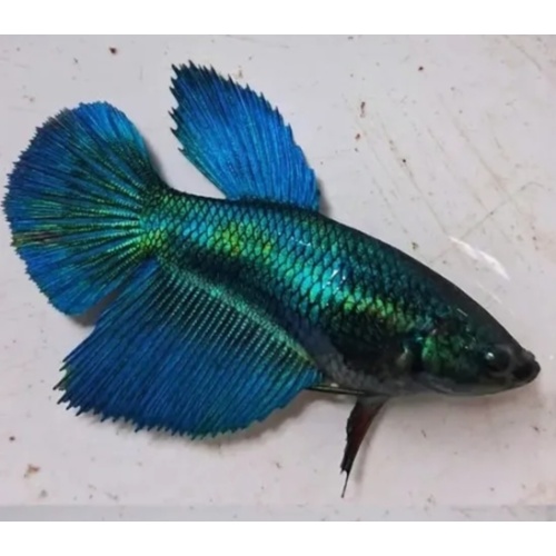 Female Green Turquoise