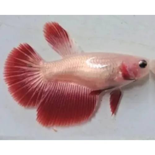 Female Red Copper Dragon