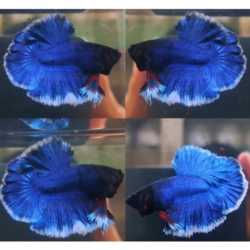 Rosetail Blue