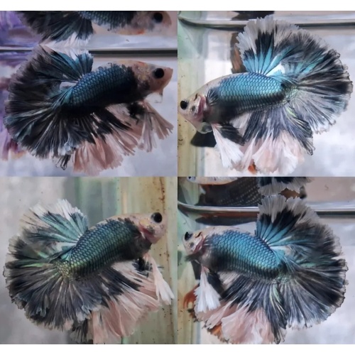 Panda Copper Rosetail