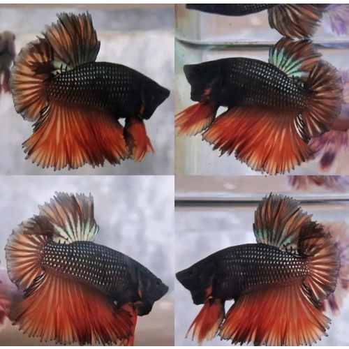 Unique Orange Metallic