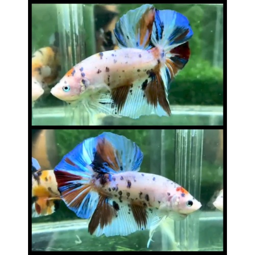 Giant Candy Multicolor 7cm