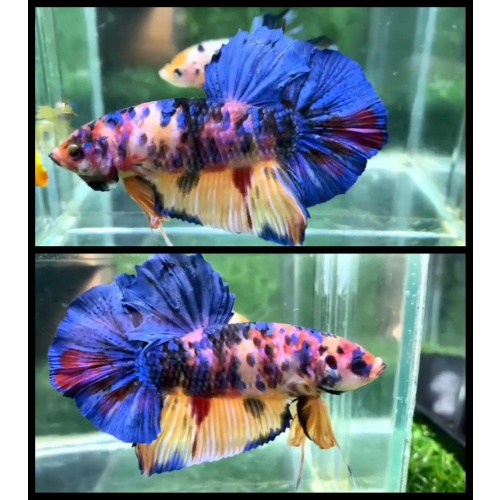 Giant Multicolor 7cm