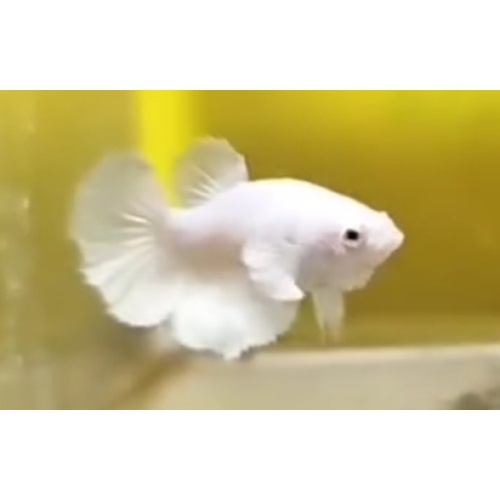 Female White Platinum