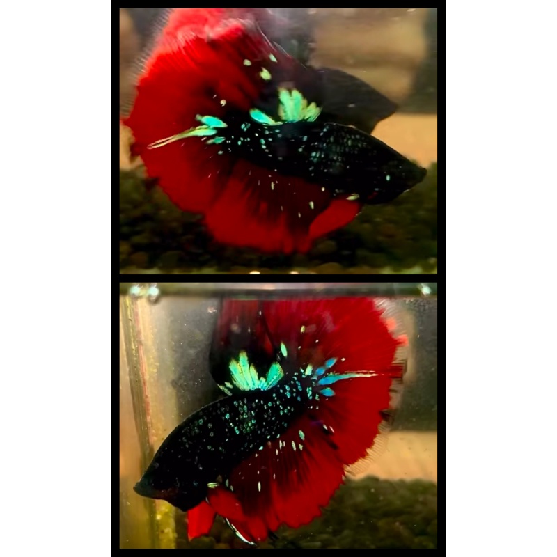 Halfmoon Nebula Vampire