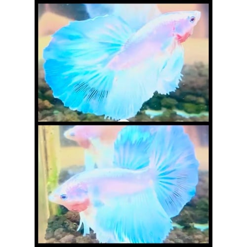 Ice Blue