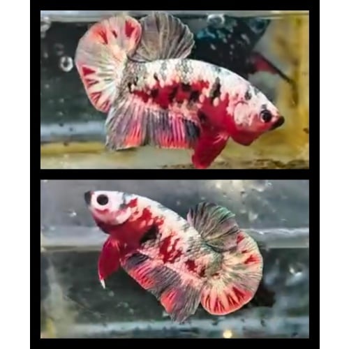 Red Koi Copper