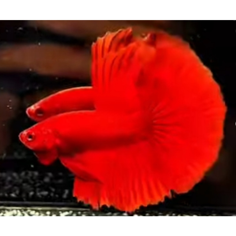 Super Red