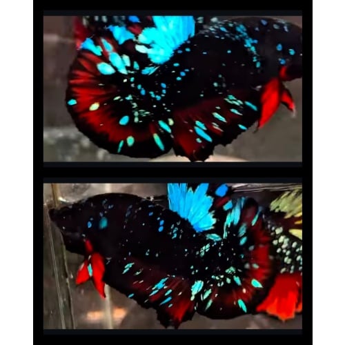 Avatar Gordon Sparkling 2