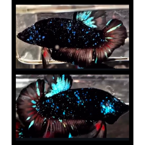 Avatar Gordon Sparkling 1