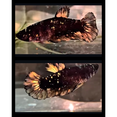 Female Avatar Copper Gold 1