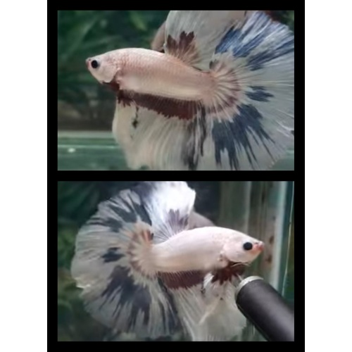 Best Flamingo