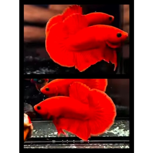 Orange Blod