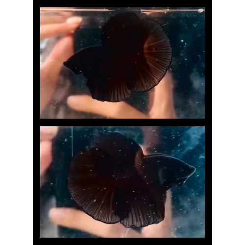 Super Black