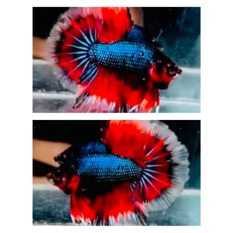 Rosetail Variation