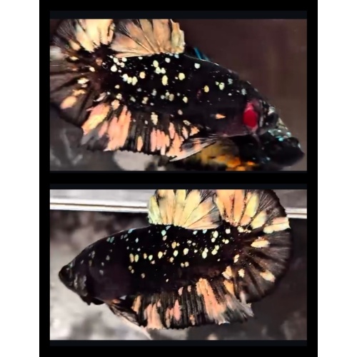 Avatar Copper Gold