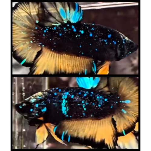 Avatar Sparkling Yellow