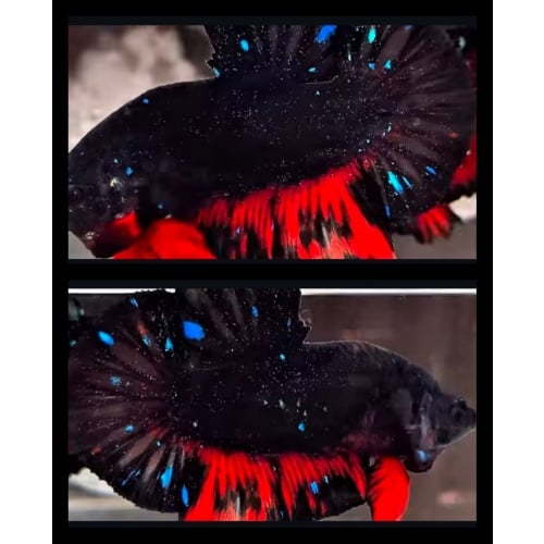 Avatar Sparkling Red Wash