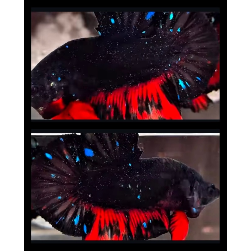 Avatar Sparkling Red Wash