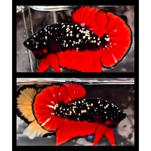 Red Chromatic