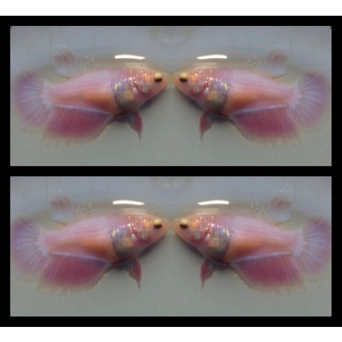 Female Pink