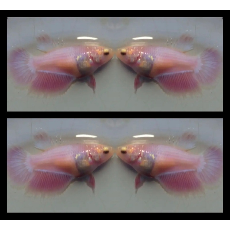 Female Pink