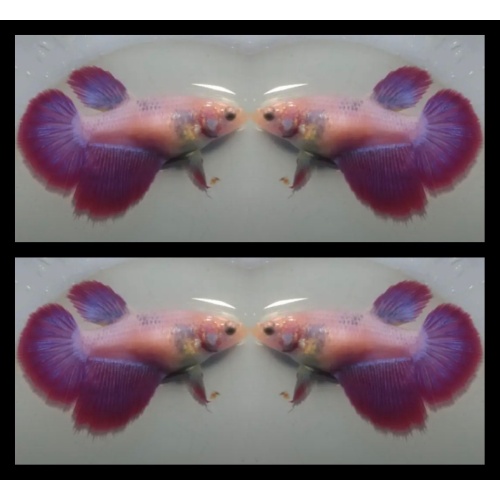 Female Red Purple