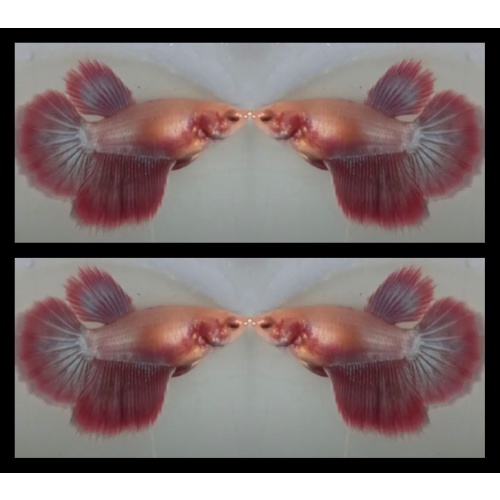 Female Rose Gold