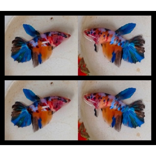 Female Multicolour