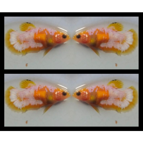 Female Yellow Fancy