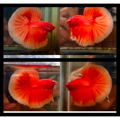 Super Orange