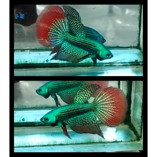 Alien Hybrid