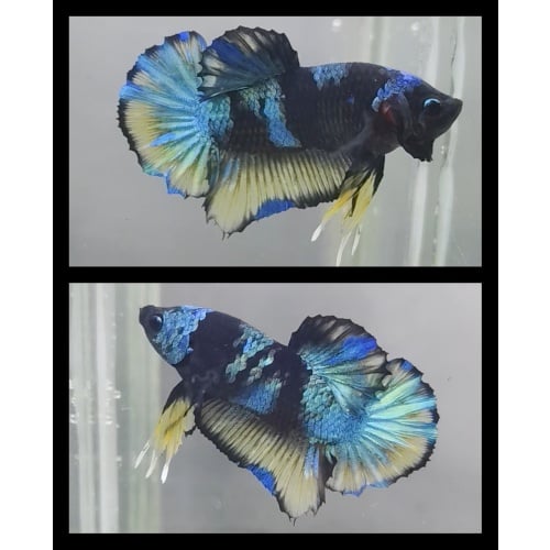 Gordon Yellow Variation