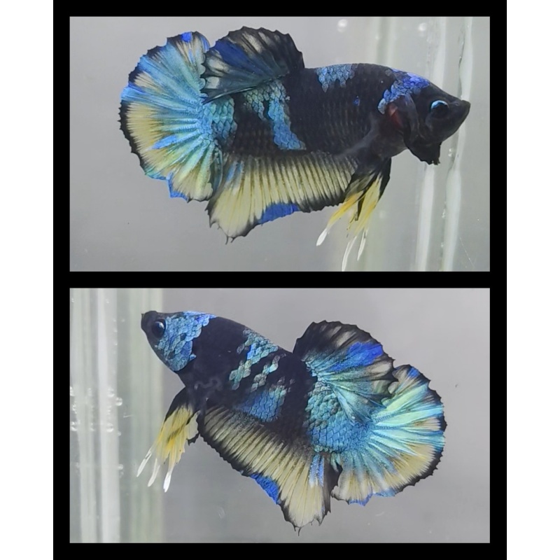 Gordon Yellow Variation