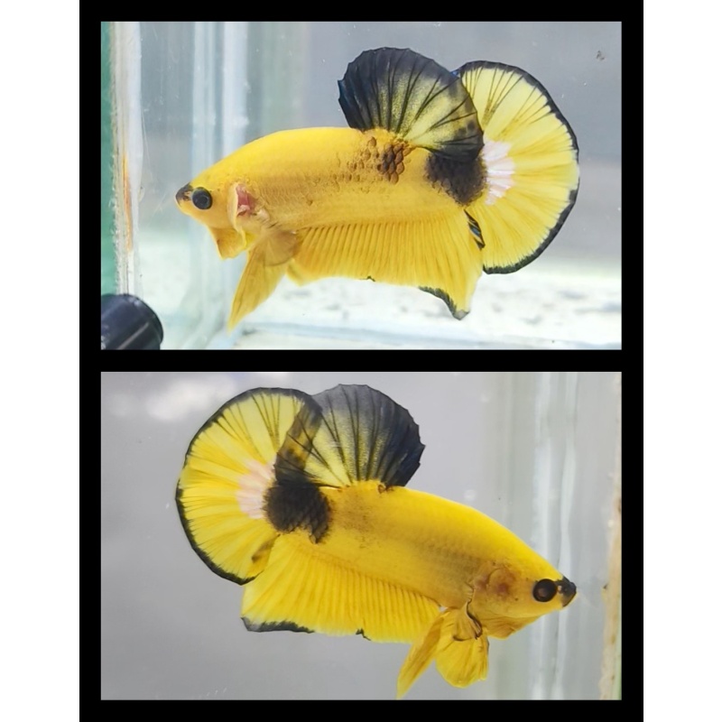 Yellow Hellboy Clasic Black Lips